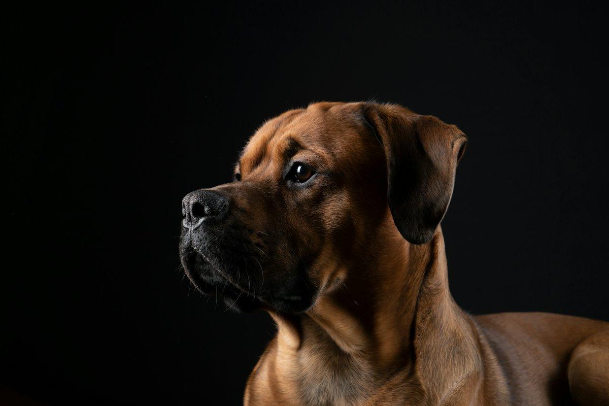 Siyah fon önünde kahverengi köpek portresi