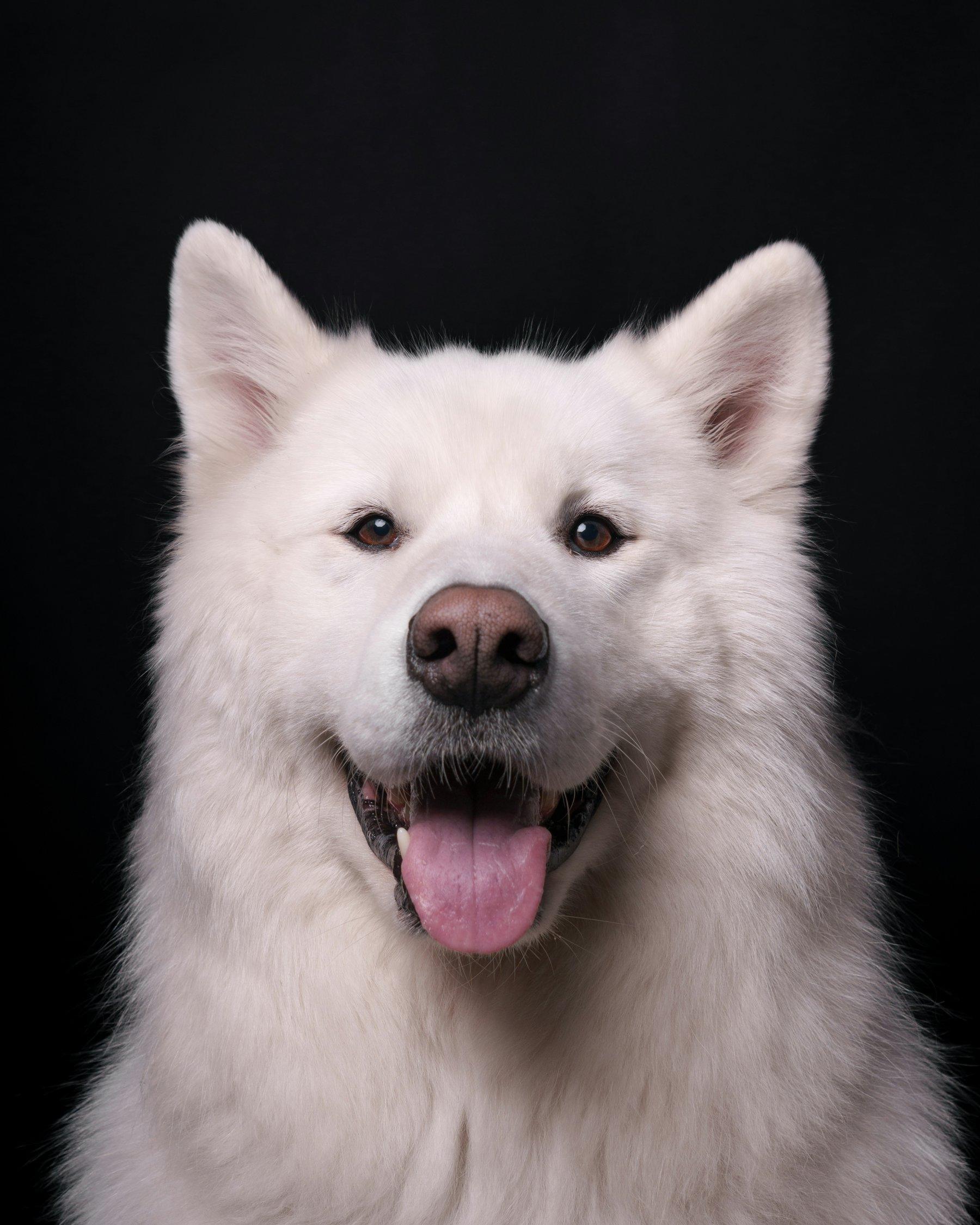 Siyah fon önünde bakımlı beyaz köpek portresi