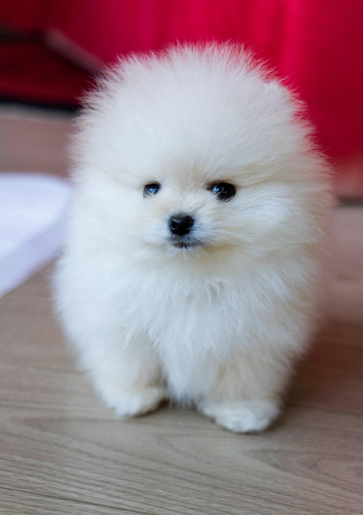 Beyaz pomeranian
